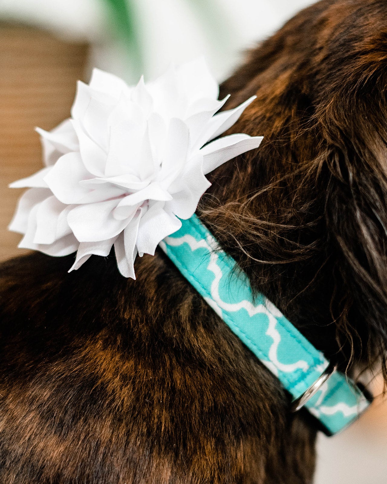 Aqua Quatrefoil Dog Collar-Dog Collar World-Shop Anchored Bliss Women's Boutique Clothing Store