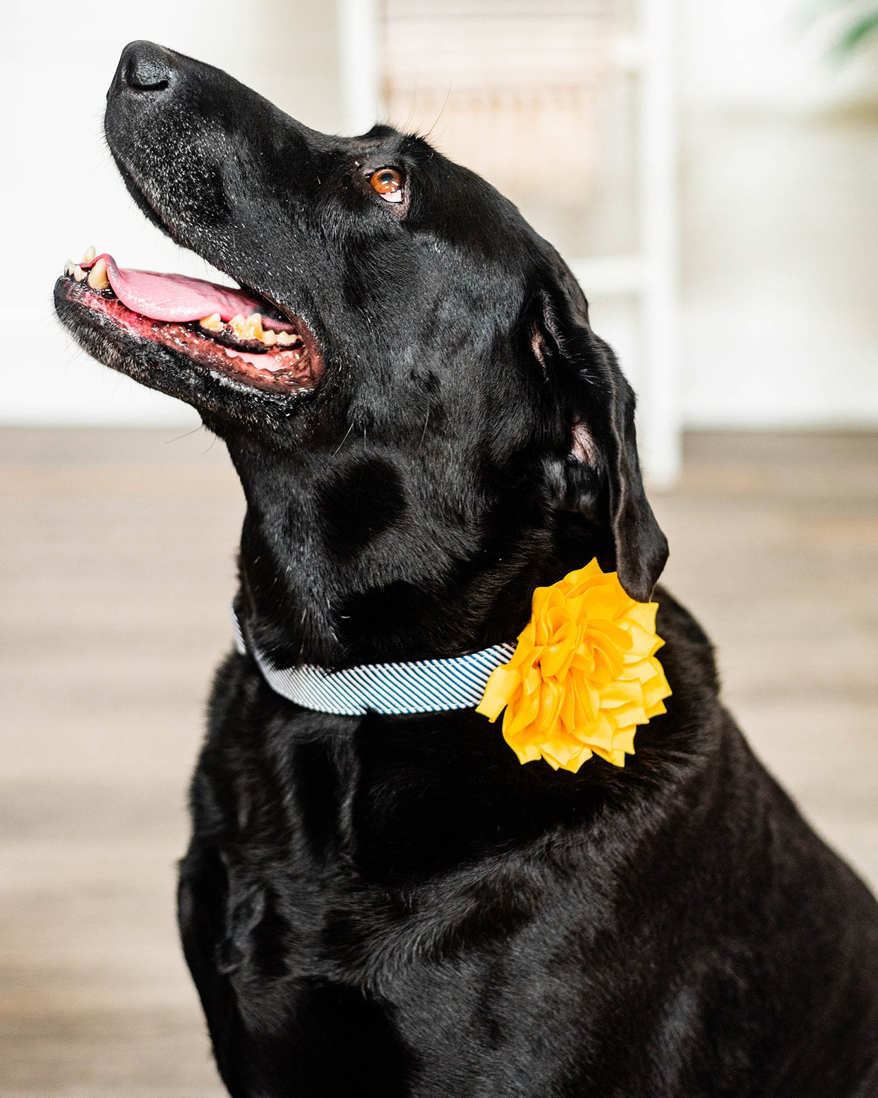 Golden Yellow Fluffy Flower-Dog Collar World-Shop Anchored Bliss Women's Boutique Clothing Store